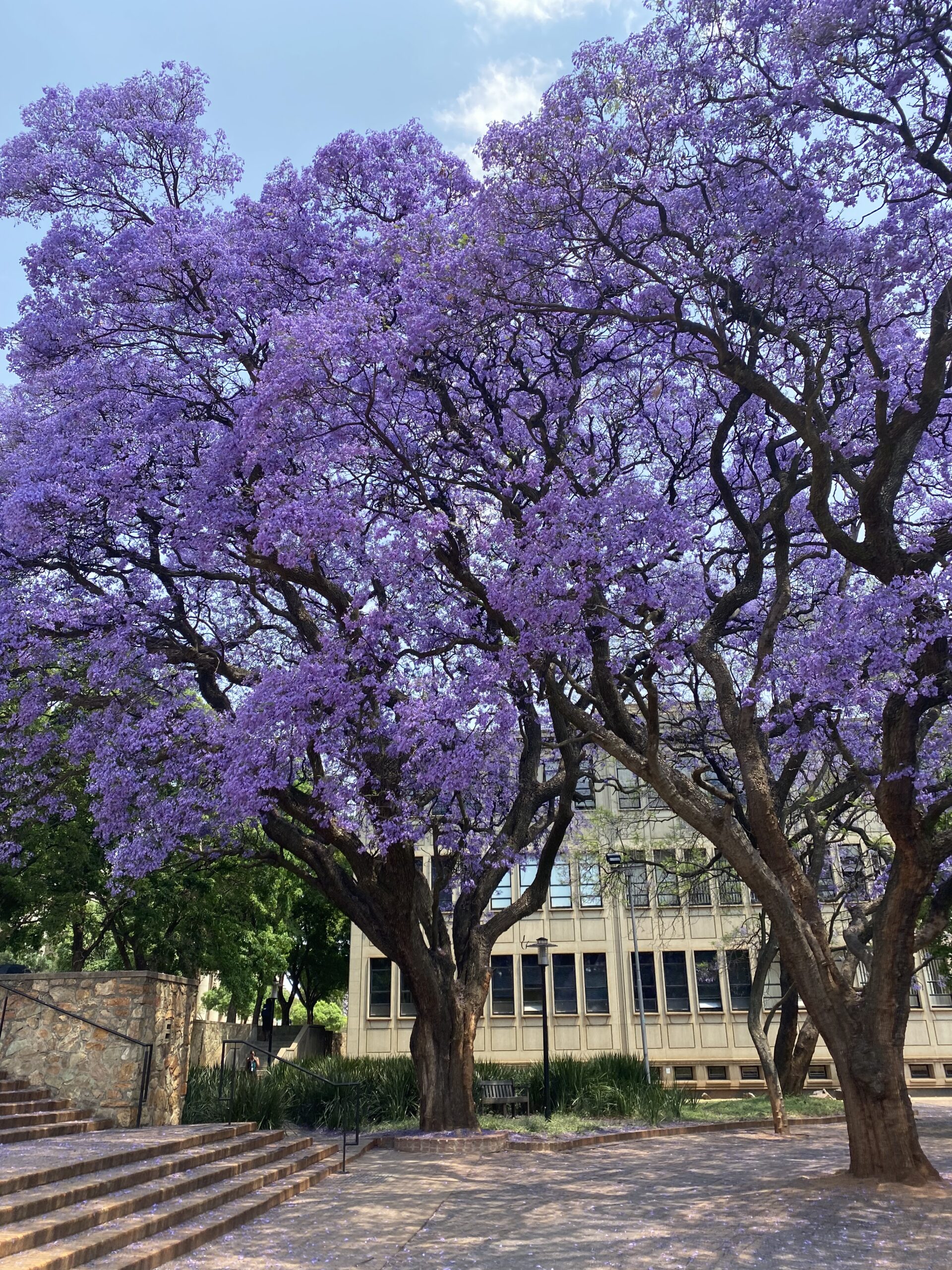 Johannesburg Arbor Month Jacaranda Trees