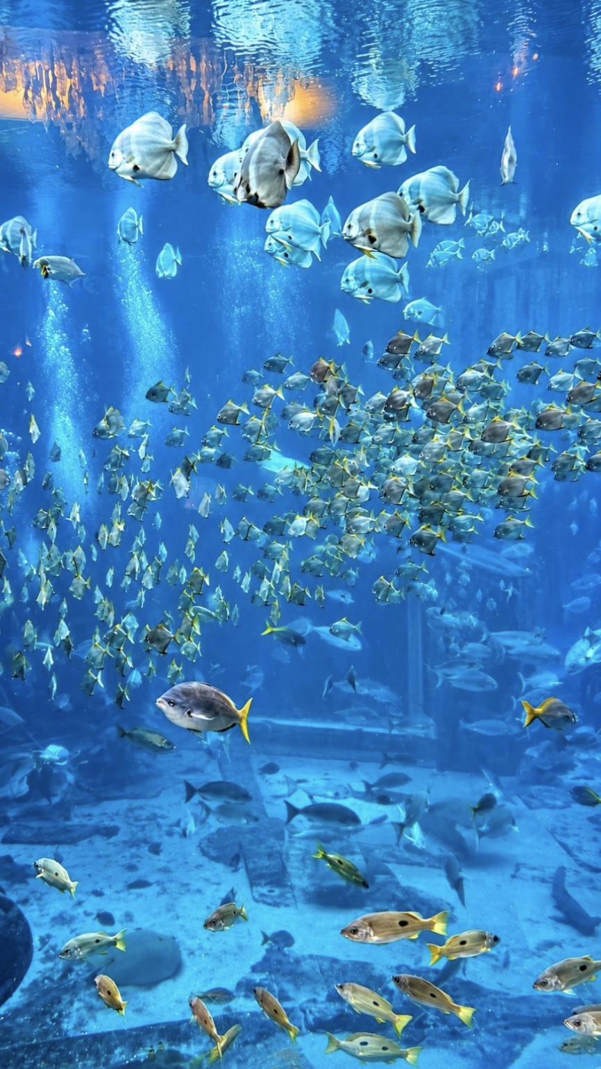 Atlantis The Palm's most extraordinary signature residences inside an aquarium