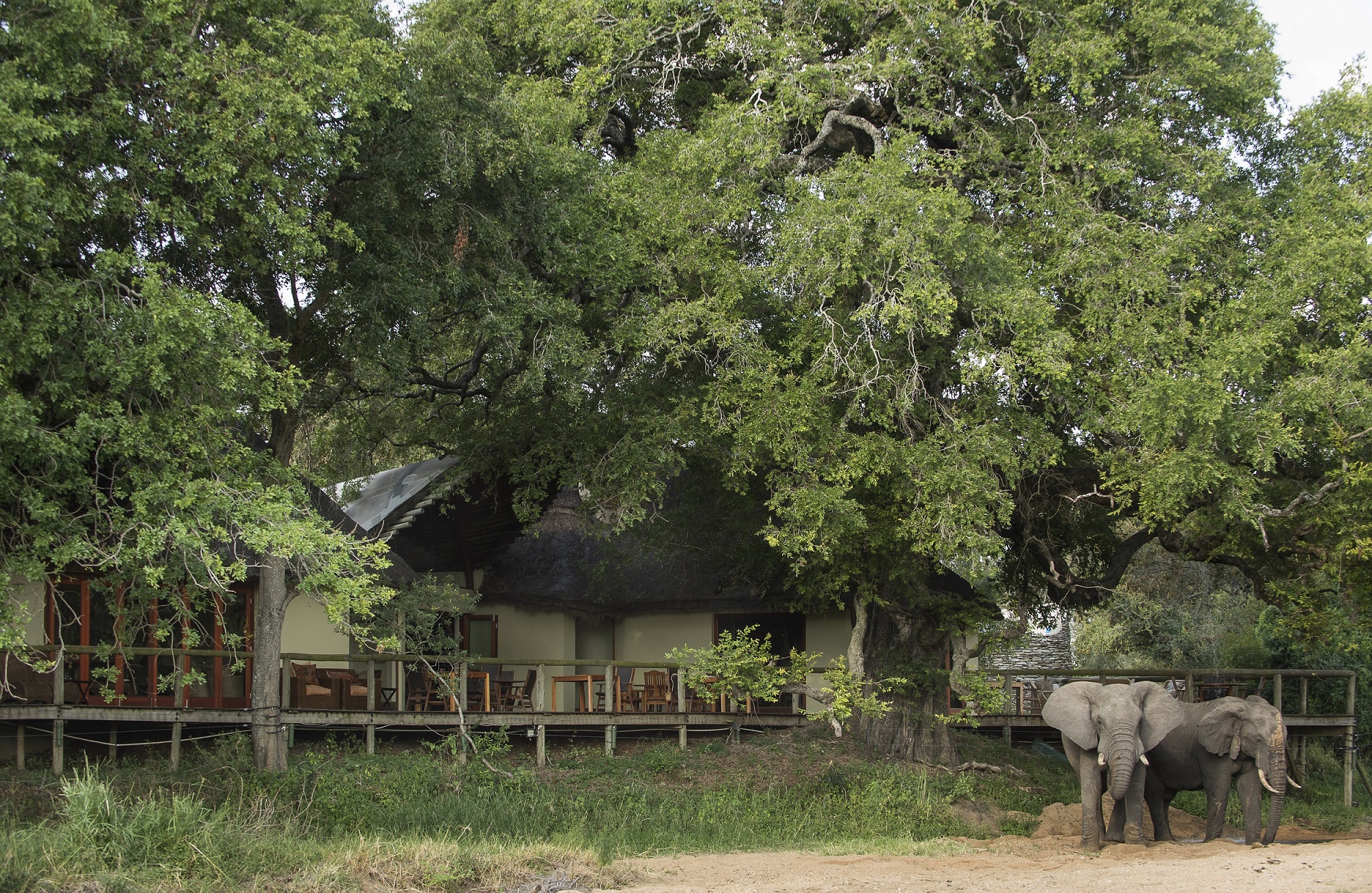 Tintswalo Safari