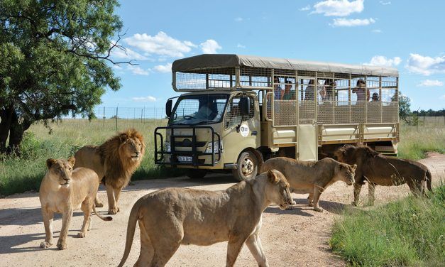 The Lion & Safari Park – a paradise for children