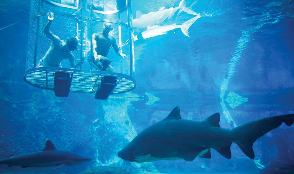 Explore uShaka’s New Sea Animal Encounters