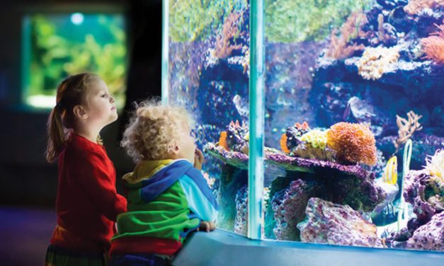 Cresta Shopping Centre announces first ever mall-based Aquarium in South Africa!