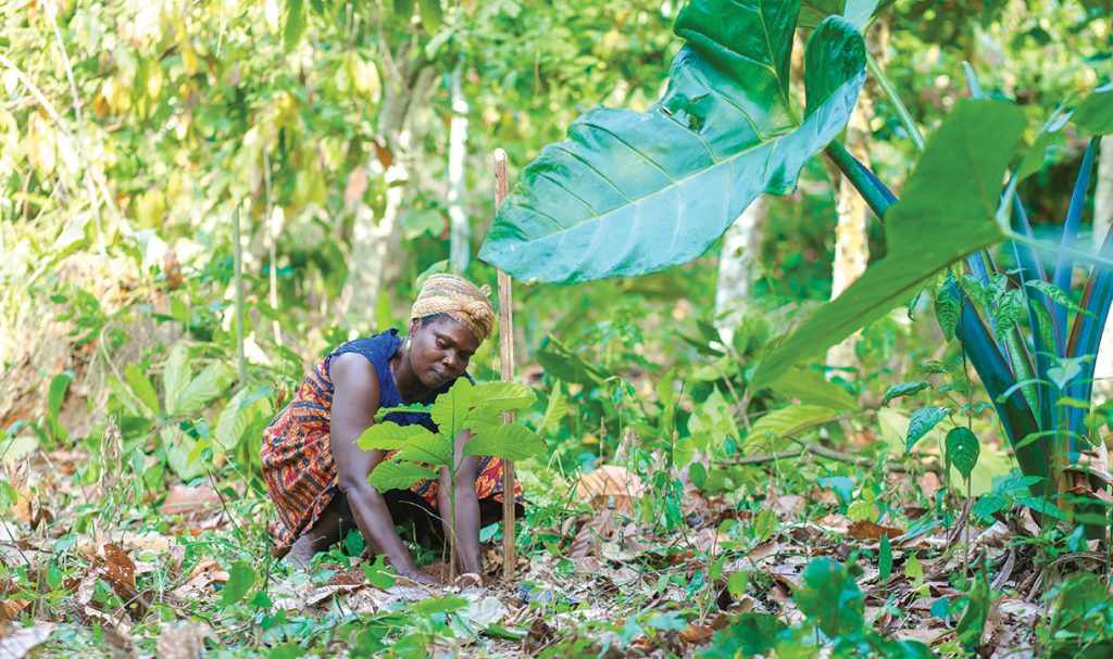 Sustainability with Cadbury Dairy Milk and Cocoa Life