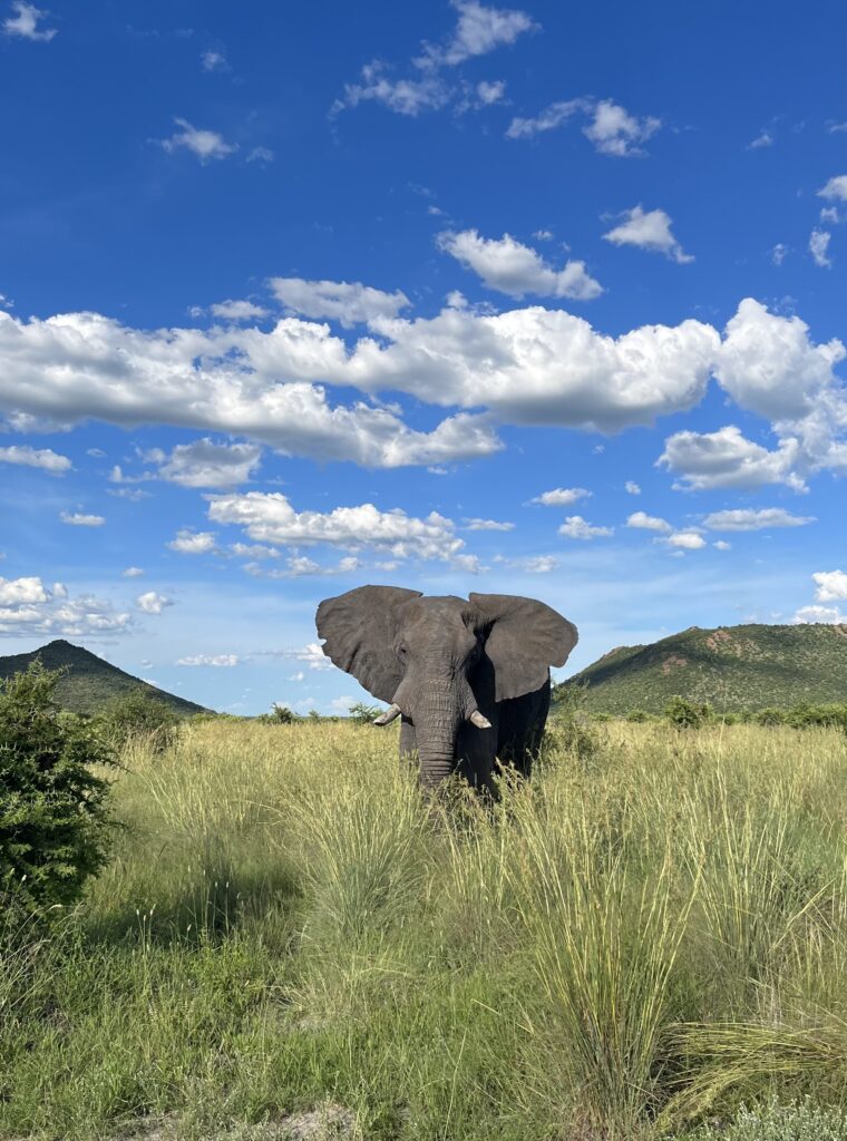 Tau Game Lodge is the perfect holiday destination