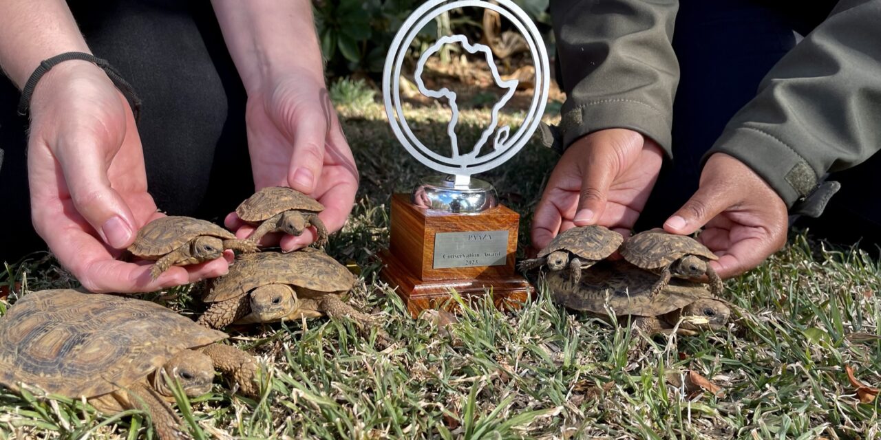 Oooh baby!  Pretoria Zoo celebrates new arrivals that bolster genetic diversity and conservation of some of the world’s most threatened species