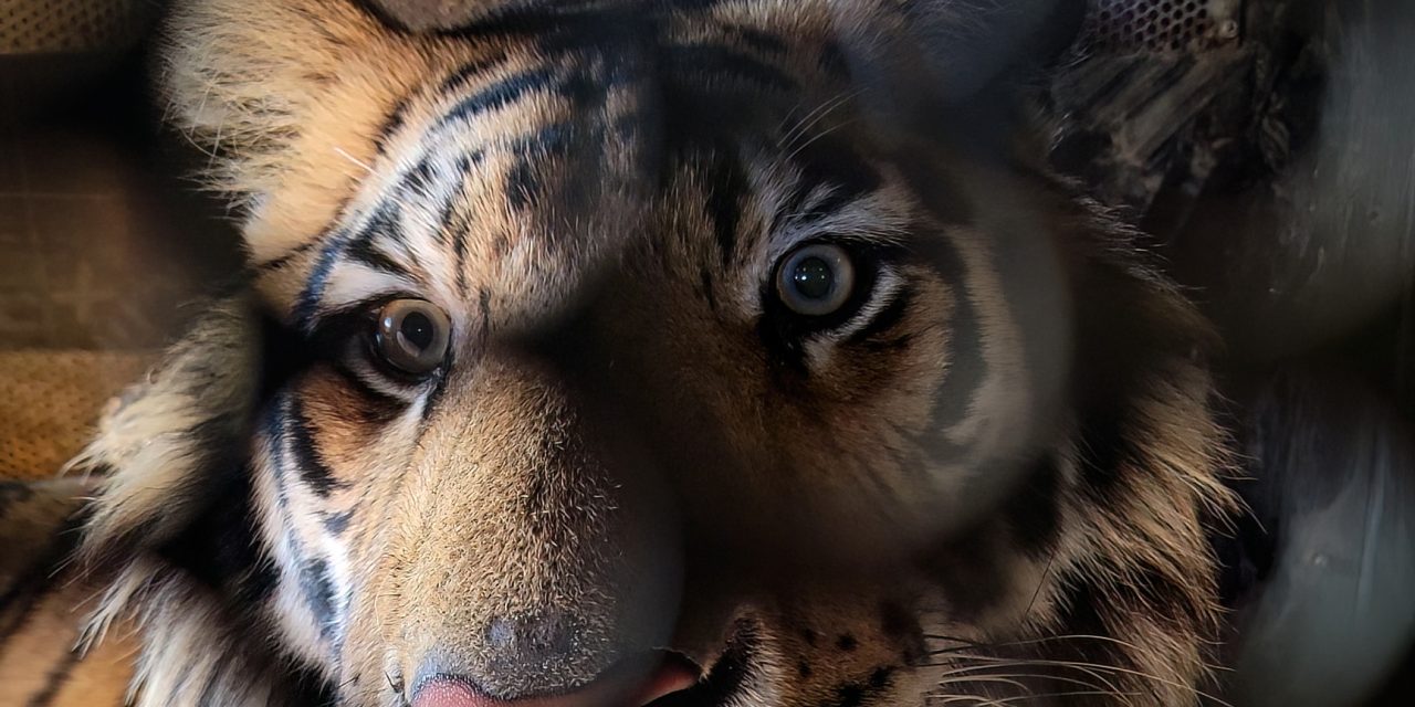 The Aspinall Foundation and Isindile Big Cat and Predator Sanctuary, partners with Second Chance Wildlife to Rescue Baboo the Tiger