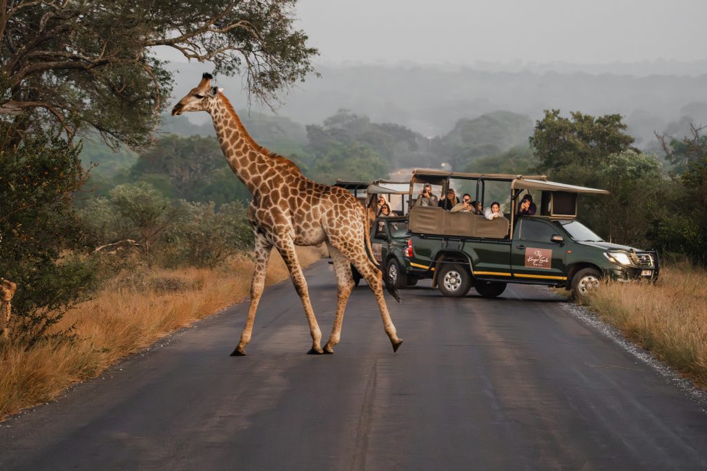 Going guided on safari – it’s the best way