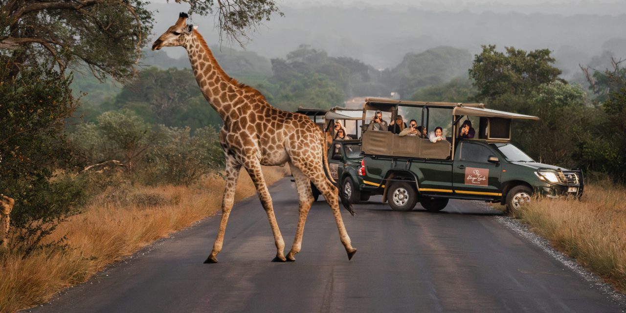 Going guided on safari – it’s the best way