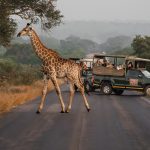 Going guided on safari – it’s the best way