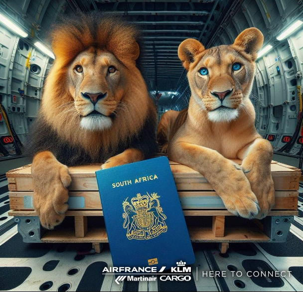 Air France KLM Martinair Cargo Facilitates Special Transport Of Lions Vasylyna And Nikola To South Africa