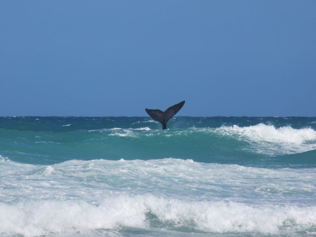 Welcome to the Whales at De Hoop