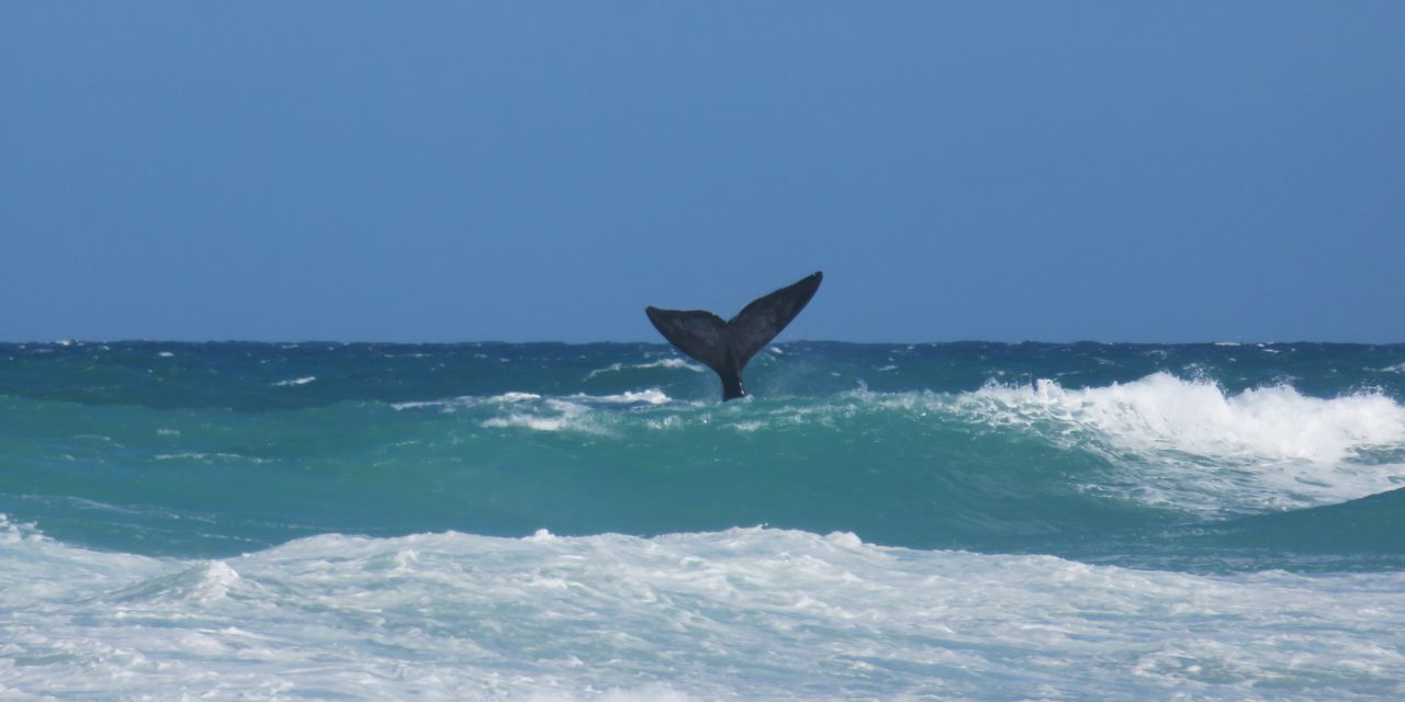 Welcome to the Whales at De Hoop