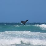 Welcome to the Whales at De Hoop
