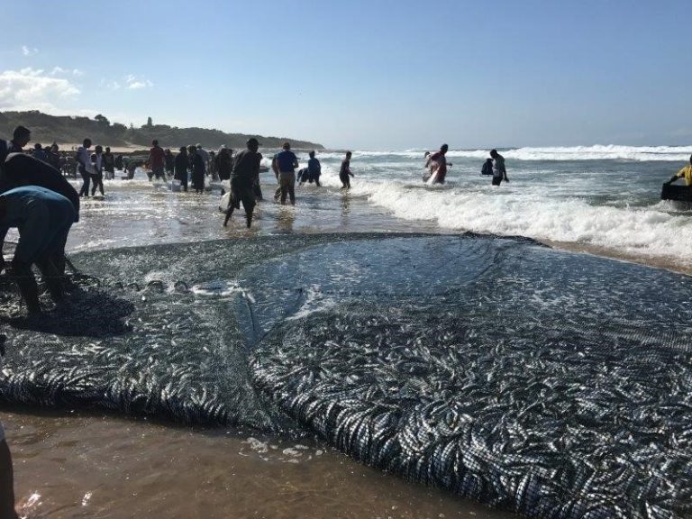 The Sardine Run is heading for the KZN South Coast: Here’s what you need to know!