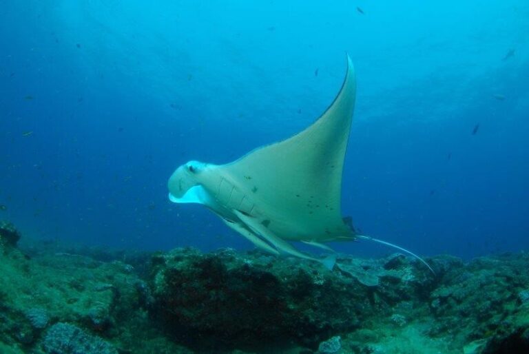 South Africa’s Diverse Manta Ray Discoveries Could Boost KZN Tourism