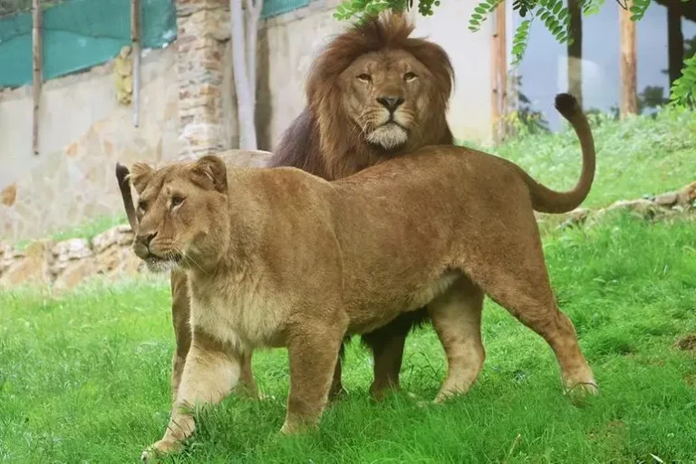 Air France Repatriates Trafficked Lions Yoda and Ysis to Their New Home in South Africa
