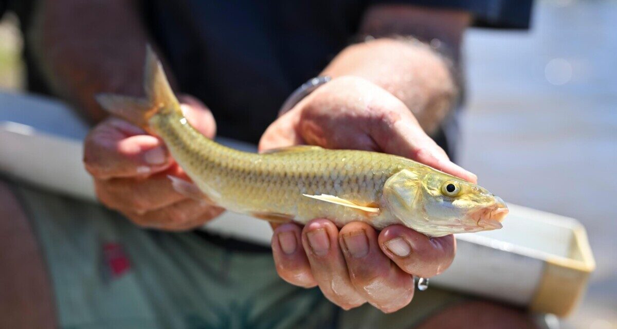 FWF Drives the Return of the Witvis to the Berg River
