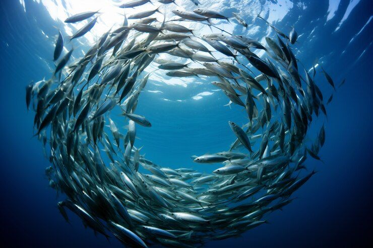 Hooked on Wonder: Why the Sardine Run Should Be on Your Bucket List