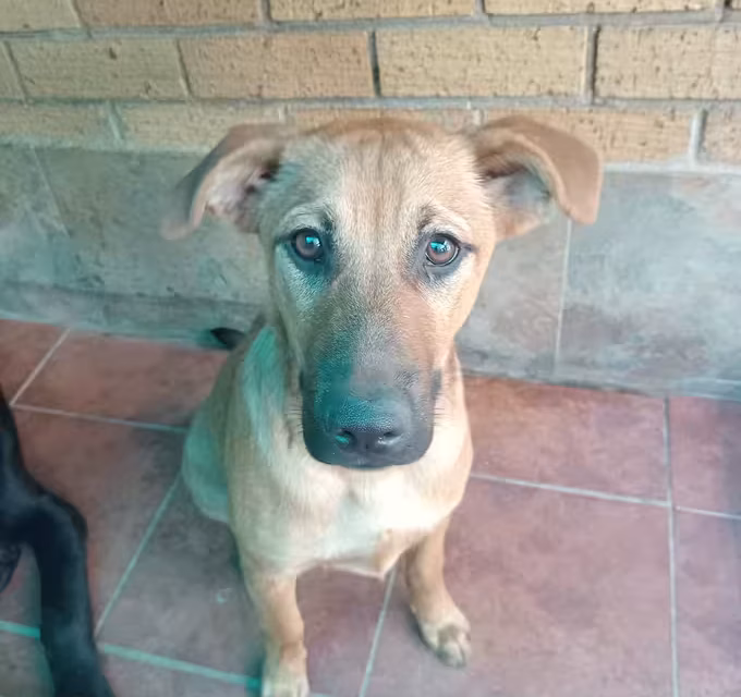Local Animal Shelter Makes Heartfelt Plea for Urgent Public Support