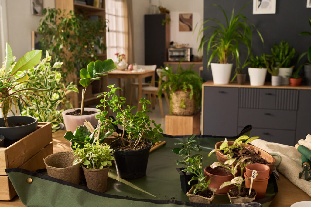 Plant Parenting: The Green Shift for a New Generation