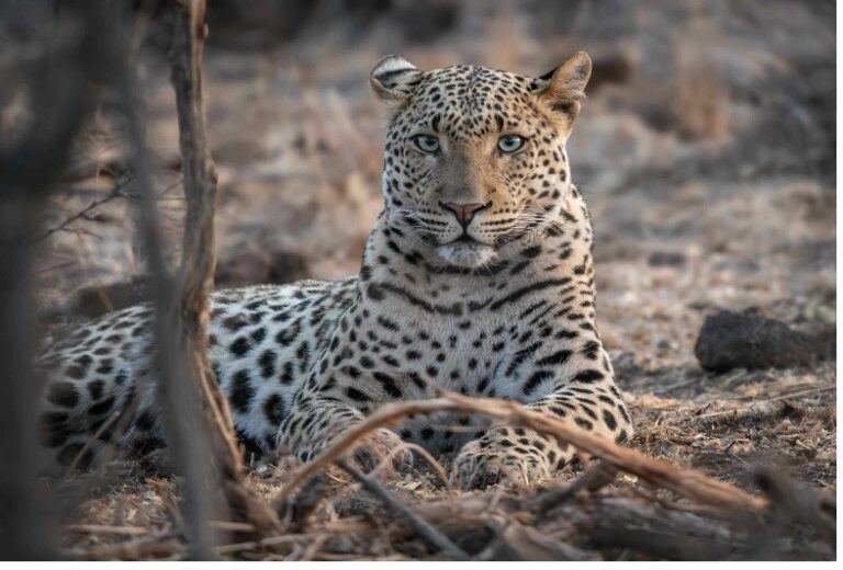 Tau Game Lodge Celebrates 30 Years of Luxury Safari Excellence in Madikwe Game Reserve