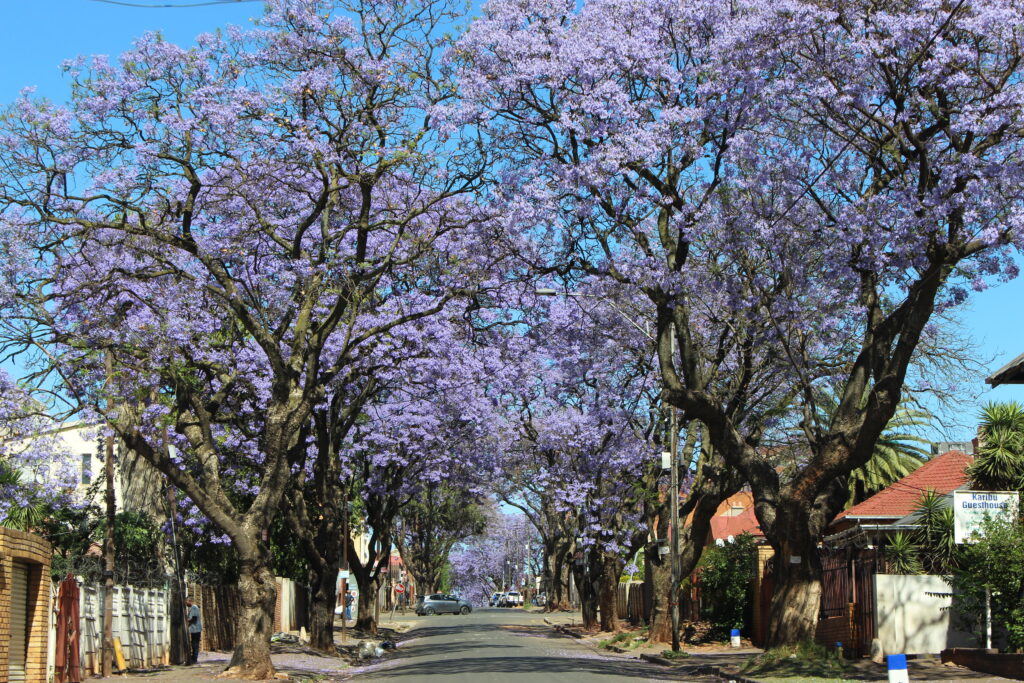 Beyond the Jacaranda City: What Johannesburg Can Take From Arbor Month Into Summer