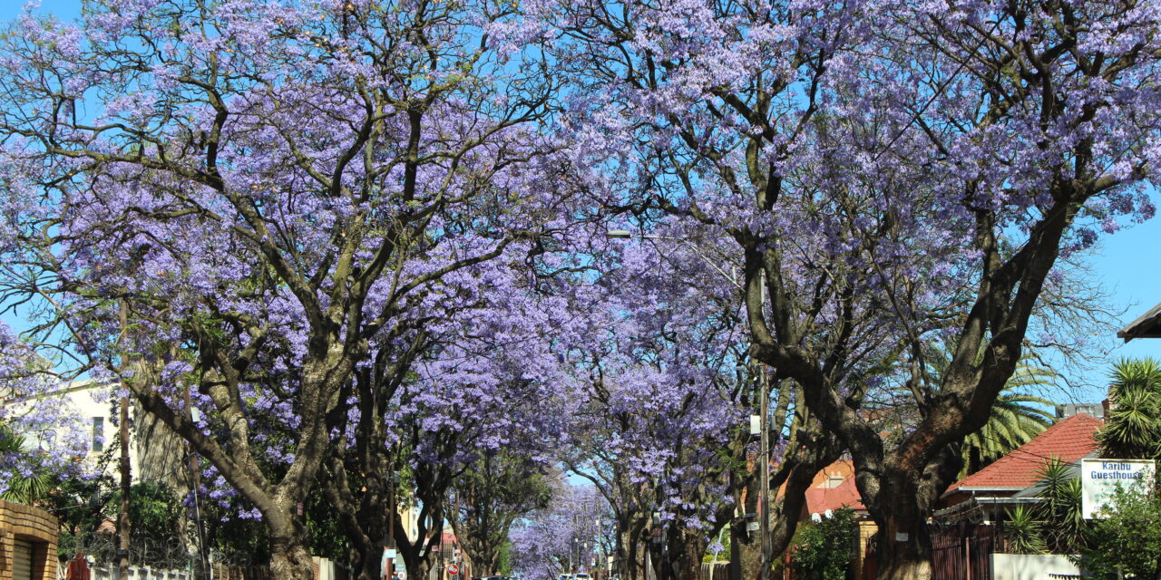 Beyond the Jacaranda City: What Johannesburg Can Take From Arbor Month Into Summer