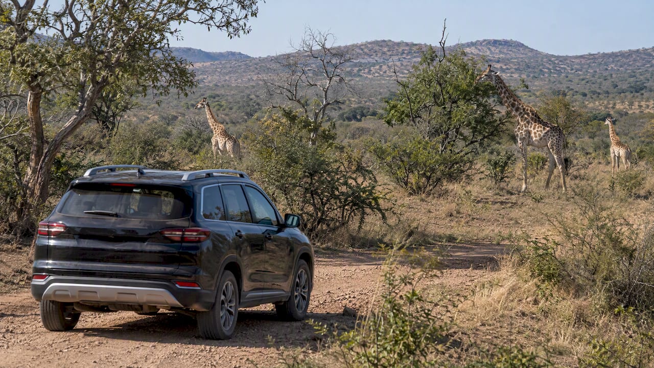 Giraffes beside a reserve safari track