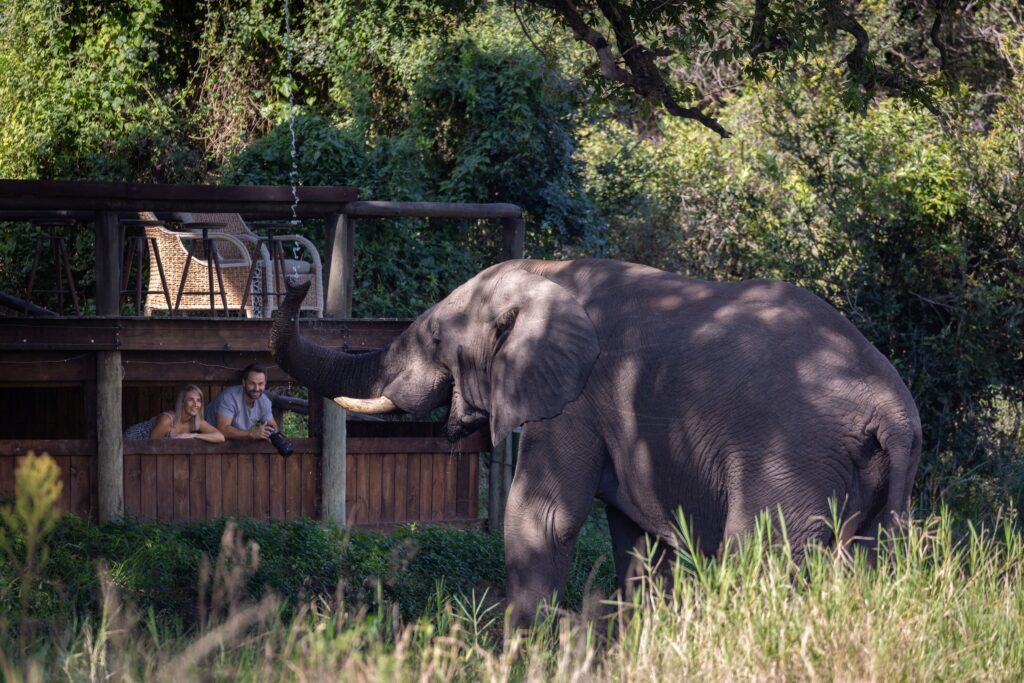 Tintswalo Safari Ranks Among South Africa’s Best Resorts in 2026 Condé Nast Traveler Awards